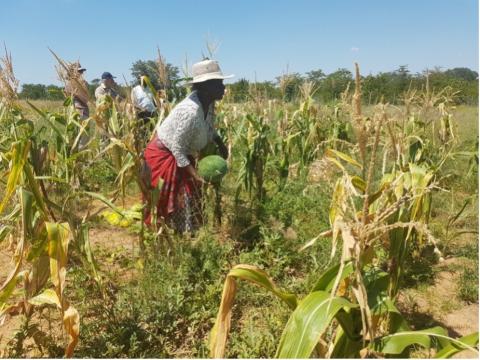 Innovative Insurance Policy Purchased To Protect Up To 800,000 People In Zimbabwe From Drought Risk