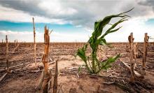 Southern Africa Drought